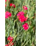 Garten-Heide-Nelke - Dianthus deltoides 'Leuchtfunk'