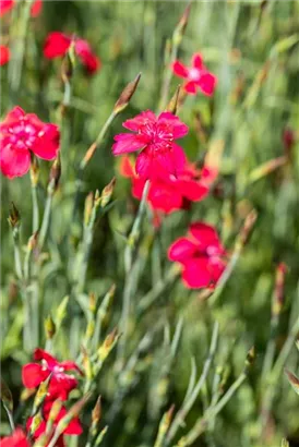 Garten-Heide-Nelke - Dianthus deltoides 'Leuchtfunk'