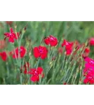 Garten-Heide-Nelke - Dianthus deltoides 'Leuchtfunk'