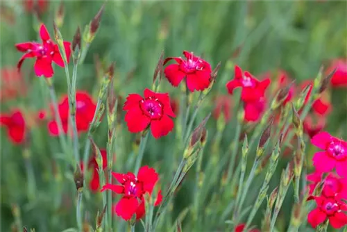 Garten-Heide-Nelke - Dianthus deltoides 'Leuchtfunk'