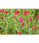 Garten-Heide-Nelke - Dianthus deltoides 'Leuchtfunk'