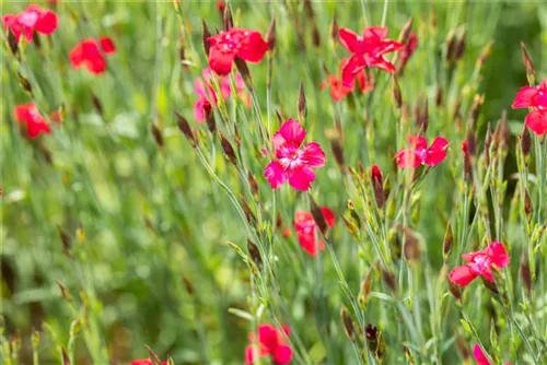 Garten-Heide-Nelke - Dianthus deltoides 'Leuchtfunk'