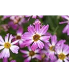 Garten-Mädchenauge - Coreopsis rosea 'American Dream'