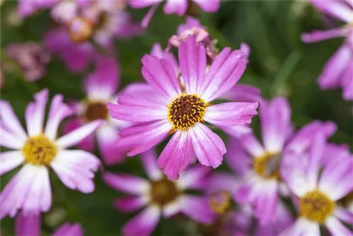 Garten-Mädchenauge - Coreopsis rosea 'American Dream'