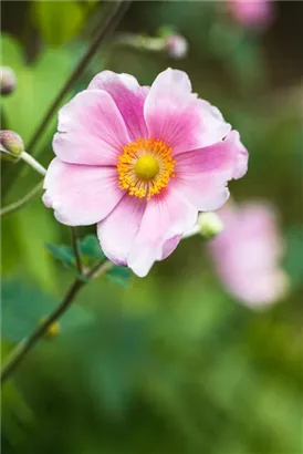 Garten-Herbst-Anemone - Anemone japonica 'Rosenschale'