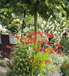 Garten-Monbretie - Crocosmia x crocosmiiflora 'Lucifer'