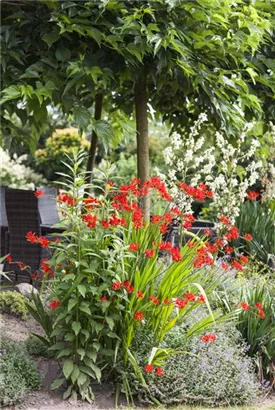 Garten-Monbretie - Crocosmia x crocosmiiflora 'Lucifer'