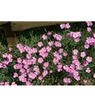 Garten-Pfingst-Nelke - Dianthus gratianop.'Eydangeri'