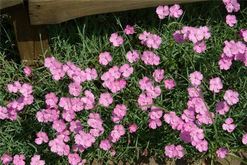 Garten-Pfingst-Nelke - Dianthus gratianop.'Eydangeri'