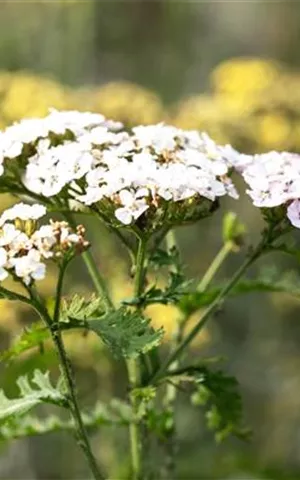 Achillea millefolium 'White Beauty'