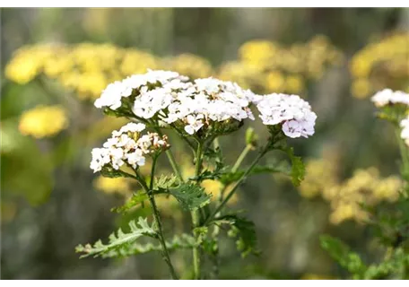 Achillea millefolium 'White Beauty' - Garten-Schaf-Garbe