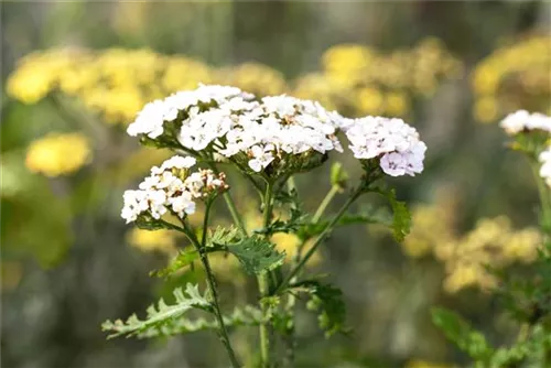 Garten-Schaf-Garbe - Achillea millefolium 'White Beauty'