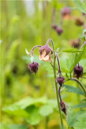 Bach-Nelkenwurz - Geum rivale