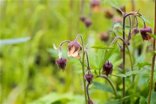 Bach-Nelkenwurz - Geum rivale