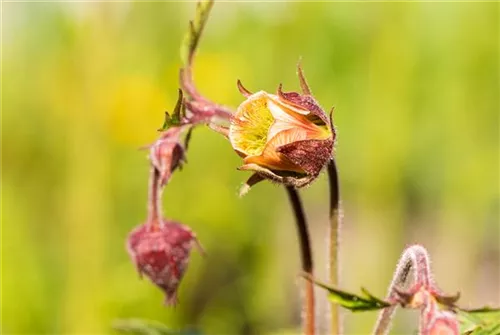 Bach-Nelkenwurz - Geum rivale