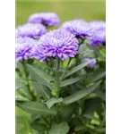 Garten-Glattblatt-Aster - Aster novi-belgii 'Schöne von Dietlikon'