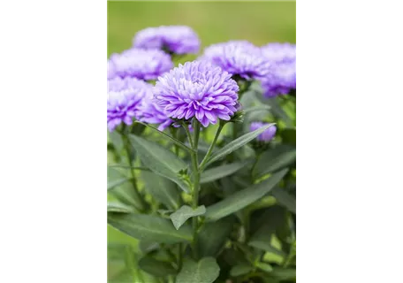 Aster novi-belgii 'Schöne von Dietlikon' - Garten-Glattblatt-Aster