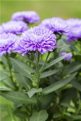 Garten-Glattblatt-Aster - Aster novi-belgii 'Schöne von Dietlikon'