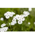 Garten-Bertrams-Garbe - Achillea ptarmica 'The Pearl'