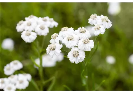 Achillea ptarmica 'The Pearl' - Garten-Bertrams-Garbe