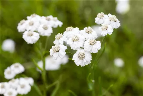 Garten-Bertrams-Garbe - Achillea ptarmica 'The Pearl'