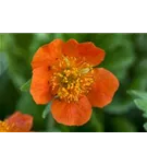 Garten-Nelkenwurz - Geum x heldreichii 'Georgenberg'