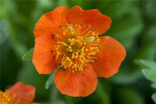 Garten-Nelkenwurz - Geum x heldreichii 'Georgenberg'