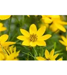 Hohes Mädchenauge - Coreopsis tripteris