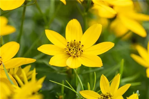 Hohes Mädchenauge - Coreopsis tripteris