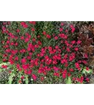 Garten-Pfingst-Nelke - Dianthus gratianop.'Rubin'