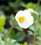 Wald-Windröschen - Anemone sylvestris