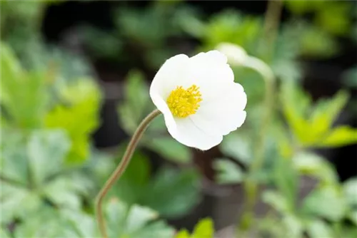 Wald-Windröschen - Anemone sylvestris