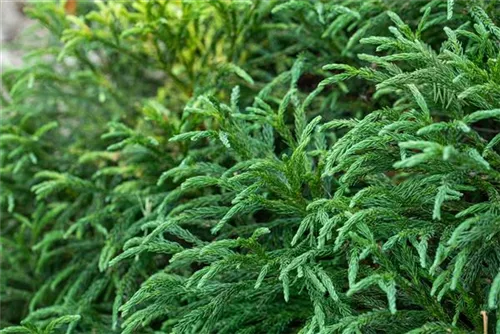 Kleine Sicheltanne - Cryptomeria japonica 'Globosa Nana'