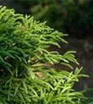 Kleine Sicheltanne - Cryptomeria japonica 'Globosa Nana'