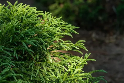 Kleine Sicheltanne - Cryptomeria japonica 'Globosa Nana'