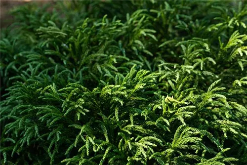 Kleine Sicheltanne - Cryptomeria japonica 'Globosa Nana'