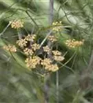 Dunkelblättriger Garten-Fenchel - Foeniculum vulgare 'Atropurpureum'