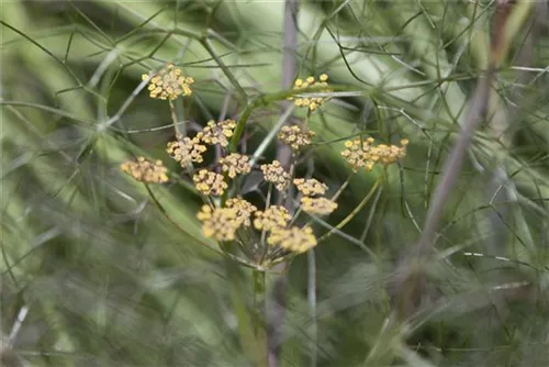 Dunkelblättriger Garten-Fenchel - Foeniculum vulgare 'Atropurpureum'