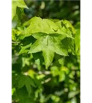 Amerikanischer Amberbaum - Liquidambar styraciflua - Formgehölze