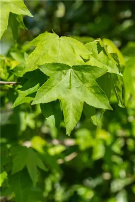 Amerikanischer Amberbaum - Liquidambar styraciflua - Formgehölze