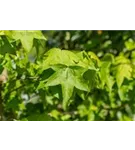 Amerikanischer Amberbaum - Liquidambar styraciflua - Formgehölze