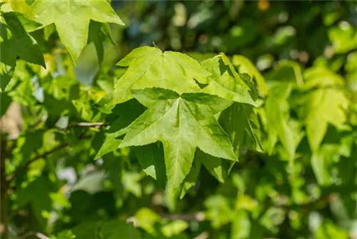 Amerikanischer Amberbaum - Liquidambar styraciflua - Formgehölze