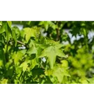 Amerikanischer Amberbaum - Liquidambar styraciflua - Formgehölze