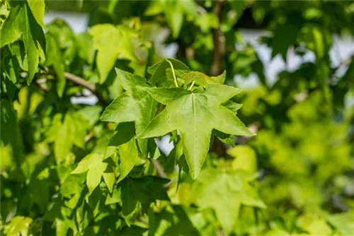 Amerikanischer Amberbaum - Liquidambar styraciflua - Formgehölze