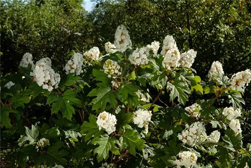 Eichenblättr.Hortensie - Hydrangea quercifolia