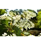 Eichenblättr.Hortensie - Hydrangea quercifolia