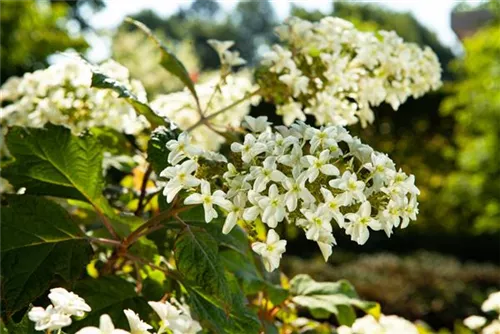 Eichenblättr.Hortensie - Hydrangea quercifolia