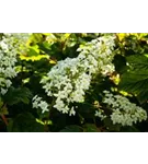 Eichenblättr.Hortensie - Hydrangea quercifolia