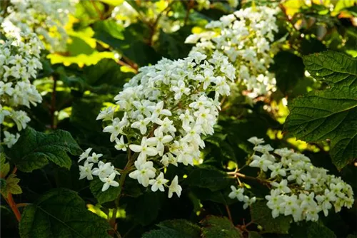 Eichenblättr.Hortensie - Hydrangea quercifolia