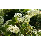 Eichenblättr.Hortensie - Hydrangea quercifolia